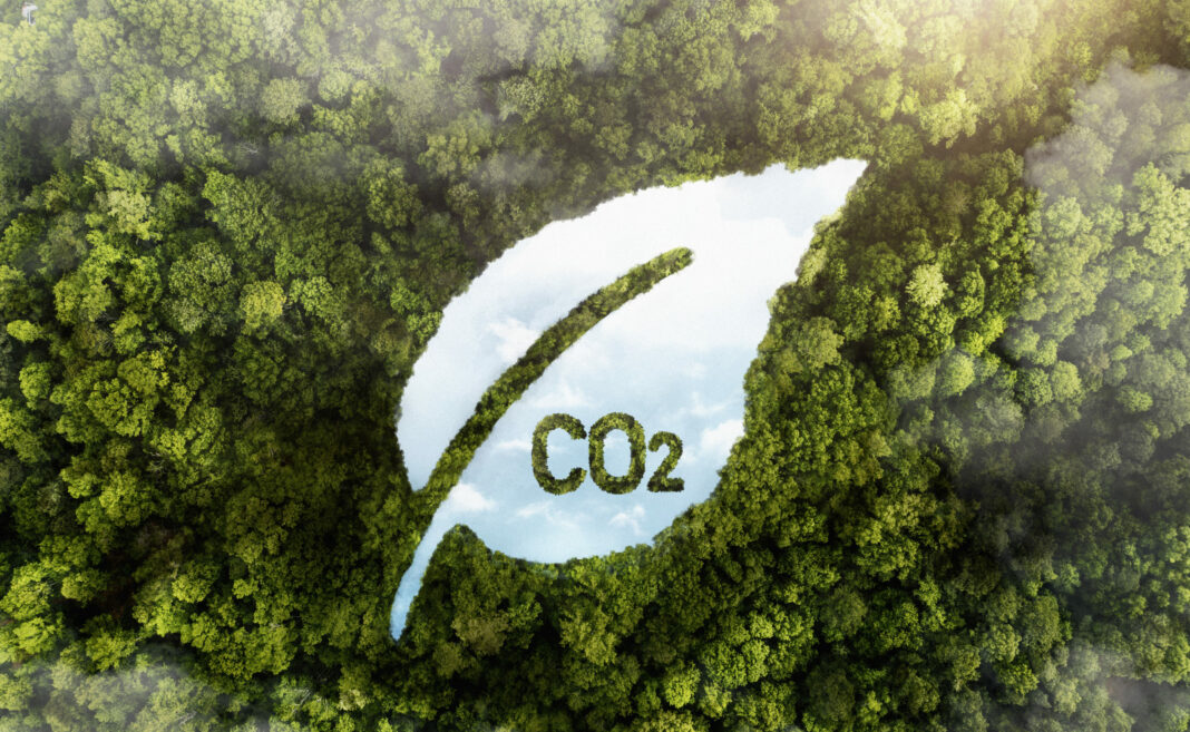 view-green-forest-trees-with-co2-6-scaled-1